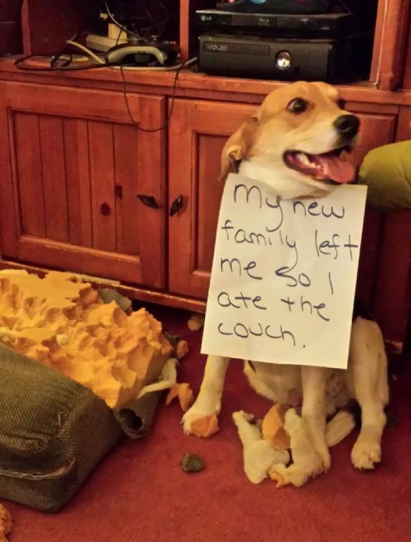 22 Good Dogs That Made Bad Decisions And Should Probably Rethink Their Life Choices