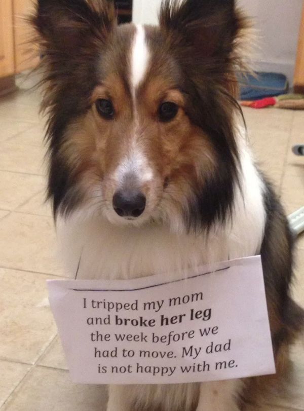 22 Good Dogs That Made Bad Decisions And Should Probably Rethink Their Life Choices