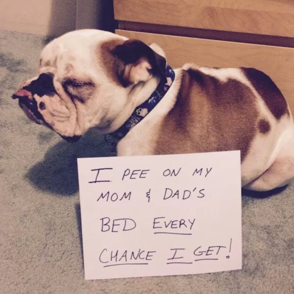 22 Good Dogs That Made Bad Decisions And Should Probably Rethink Their Life Choices