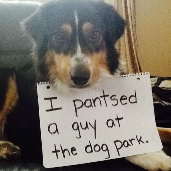 22 Good Dogs That Made Bad Decisions And Should Probably Rethink Their Life Choices