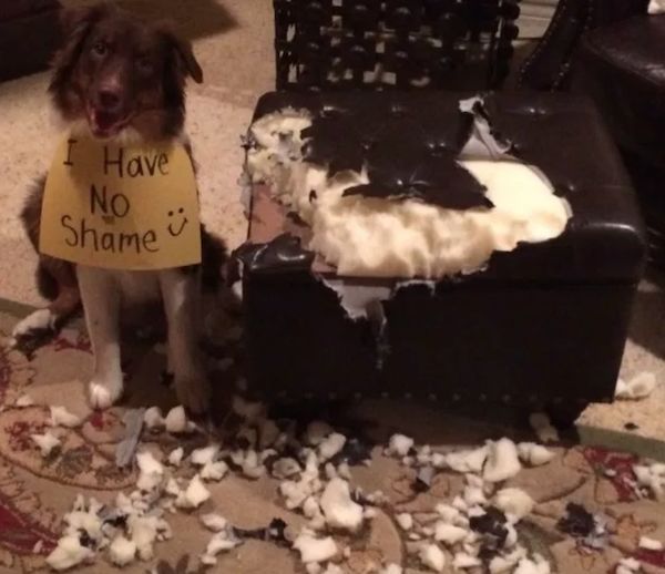 22 Good Dogs That Made Bad Decisions And Should Probably Rethink Their Life Choices