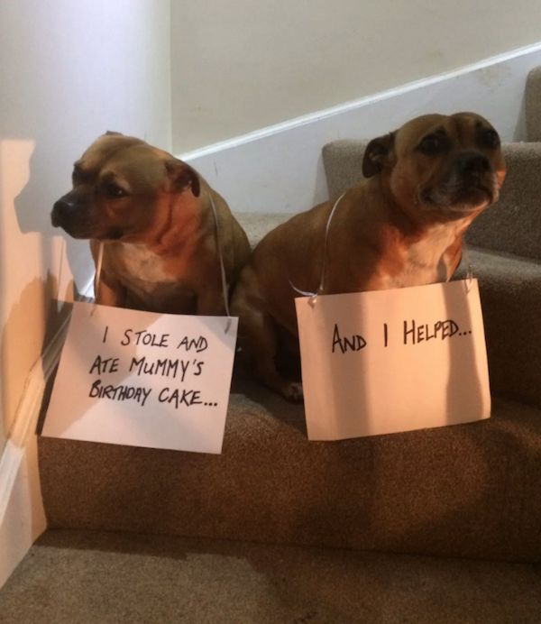 22 Good Dogs That Made Bad Decisions And Should Probably Rethink Their Life Choices