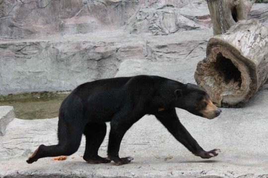 10 Awesome Photos Of The Malayan Sun Bear To Warm Your Heart On Sunday