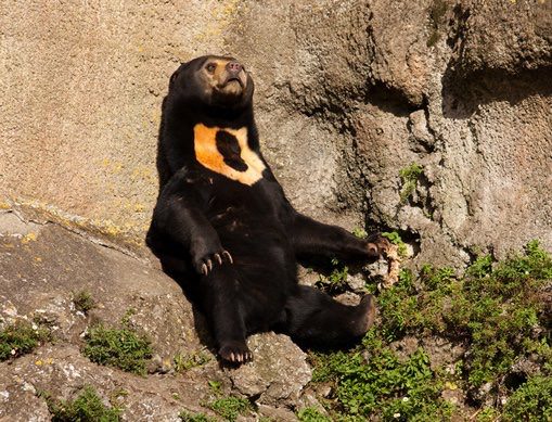 10 Awesome Photos Of The Malayan Sun Bear To Warm Your Heart On Sunday