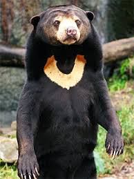 10 Awesome Photos Of The Malayan Sun Bear To Warm Your Heart On Sunday