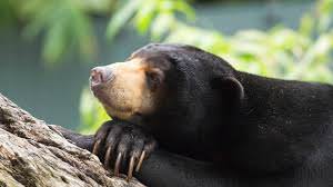 10 Awesome Photos Of The Malayan Sun Bear To Warm Your Heart On Sunday