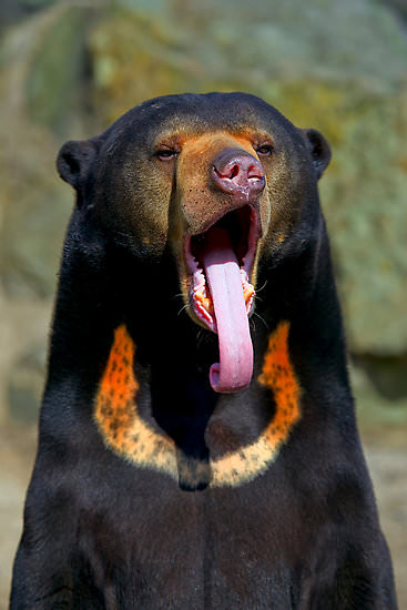 10 Awesome Photos Of The Malayan Sun Bear To Warm Your Heart On Sunday