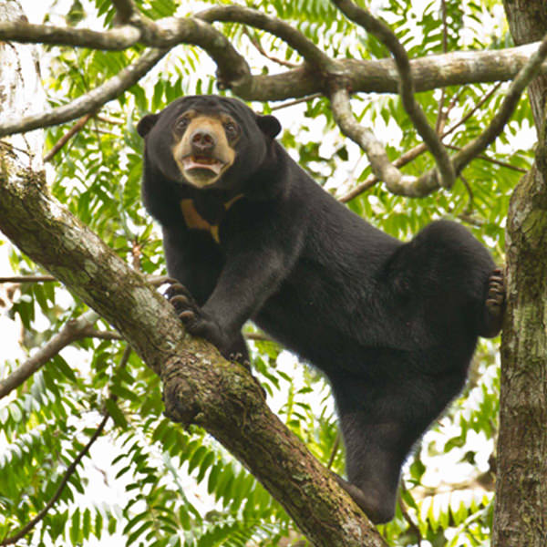 10 Awesome Photos Of The Malayan Sun Bear To Warm Your Heart On Sunday