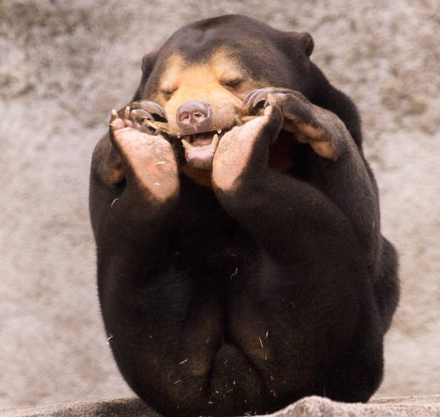 10 Awesome Photos Of The Malayan Sun Bear To Warm Your Heart On Sunday