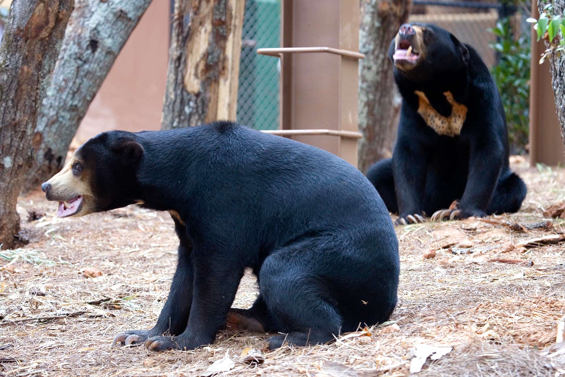 10 Awesome Photos Of The Malayan Sun Bear To Warm Your Heart On Sunday