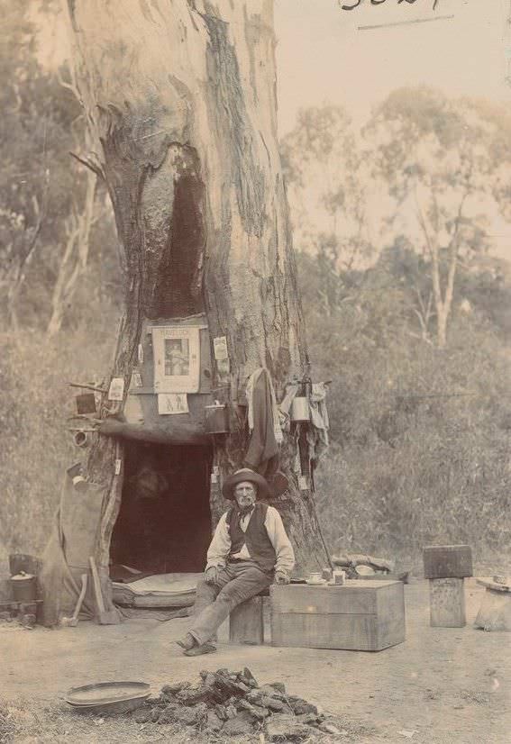 A Swagman using a hollow tree to live in somewhere in Australia, 1897.