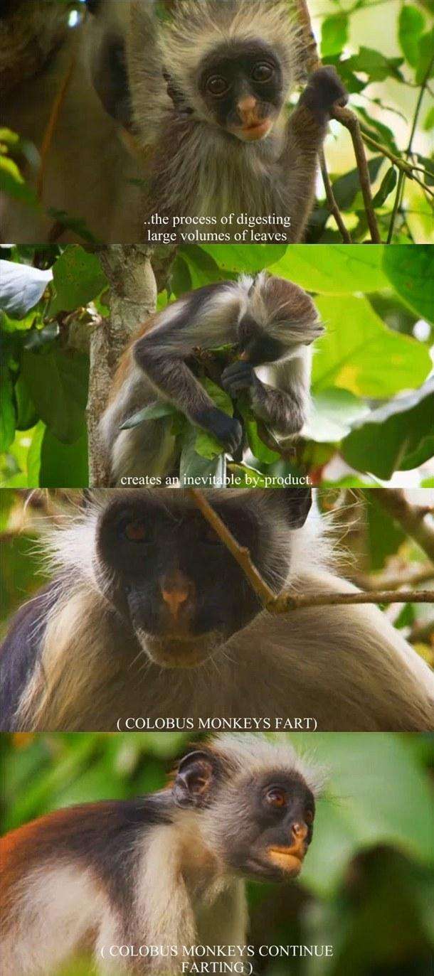 monkey fart meme - ..the process of digesting large volumes of leaves creates an inevitable byproduct. Colobus Monkeys Fart Colobus Monkeys Continue Farting