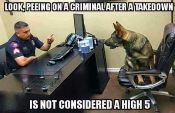 Service Dog Memes - dog meme getting yelled at by a cop for peeing on a criminal