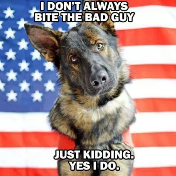 36 Service Dog Memes That Want To Be Your Best Friend