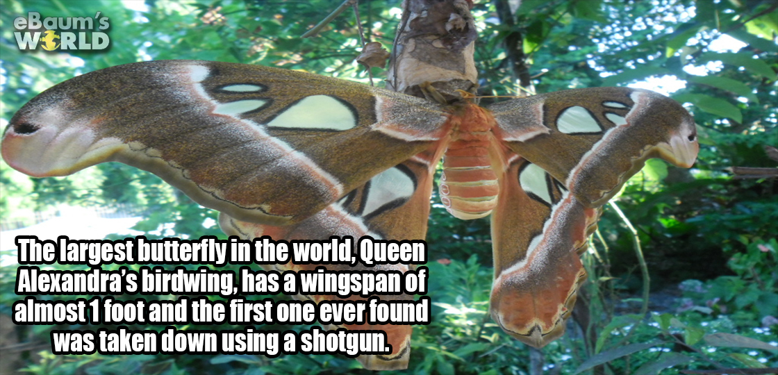 dbsk macros - eBaum's World The largest butterfly in the world, Queen Alexandra's birdwing, has a wingspan of almost 1 foot and the first one ever found was taken down using a shotgun.
