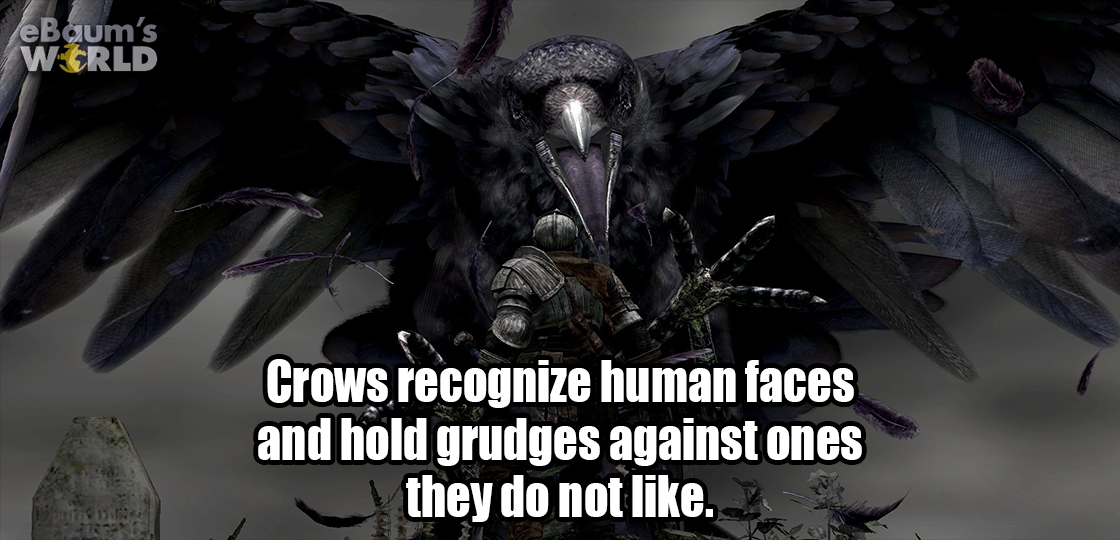 cool crow - eBaum's W Crld Crows recognize human faces and hold grudges against ones they do not .
