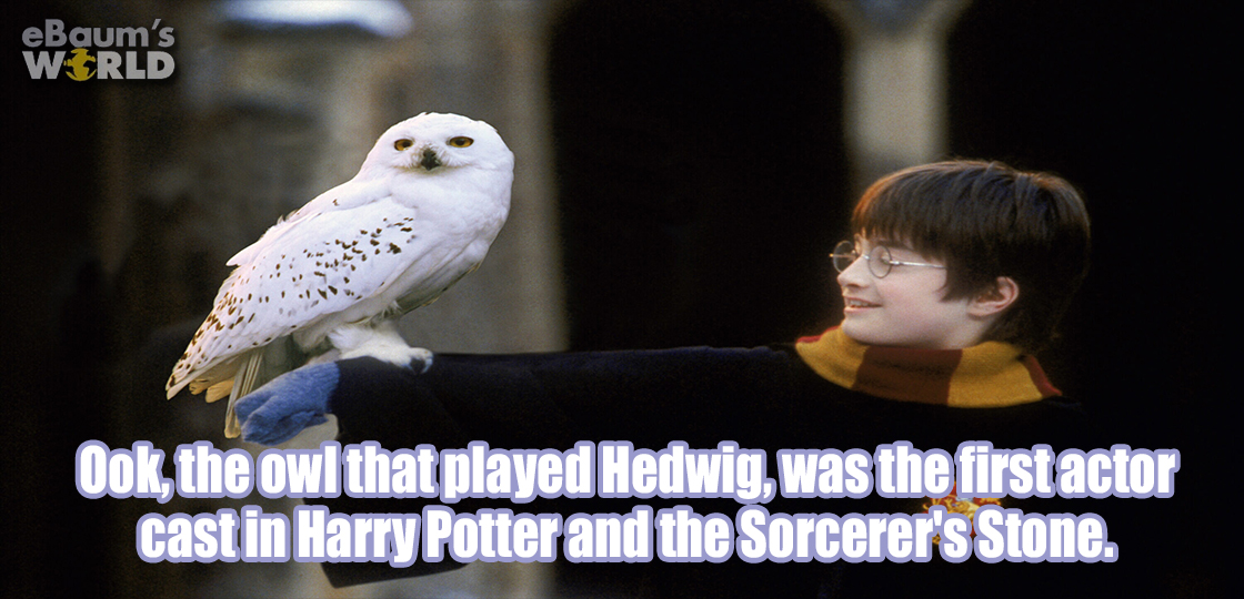 harry potter and the sorcerer's - eBaum's World Ook, the owl that played Hedwig, was the firstactor castin Harry Potter and the Sorcerer's Stone.
