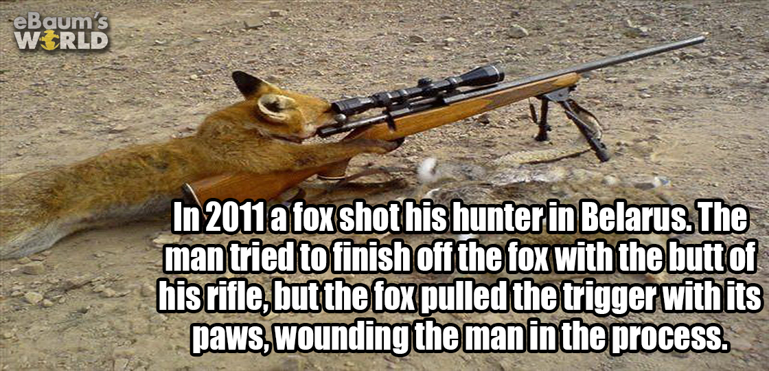 fox hunting - eBaum's World In 2011 a fox shot his hunter in Belarus. The mantried to finish off the fox with the butt of his rifle, but the fox pulled the trigger with its paws, wounding the man in the process.
