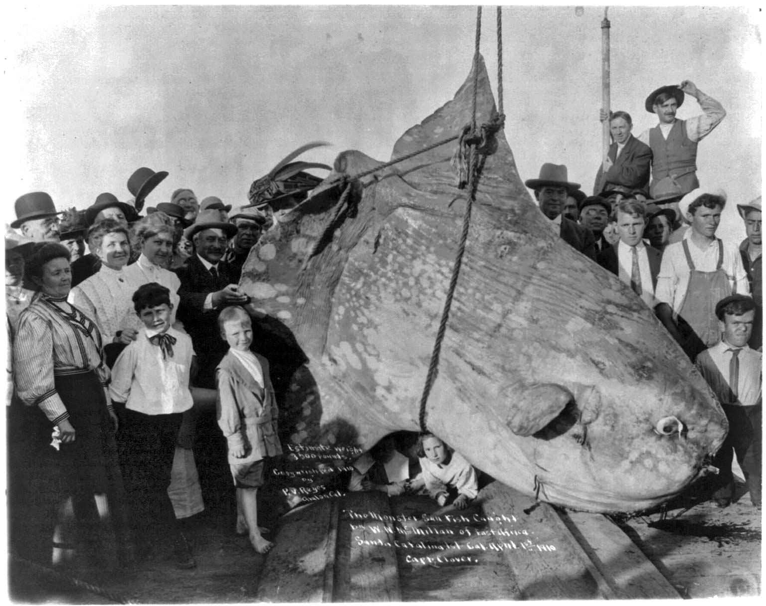 A 3,500 pound monster sun fish caught by W.N. McMillan at Santa Catalina Island, California, US in 1910.