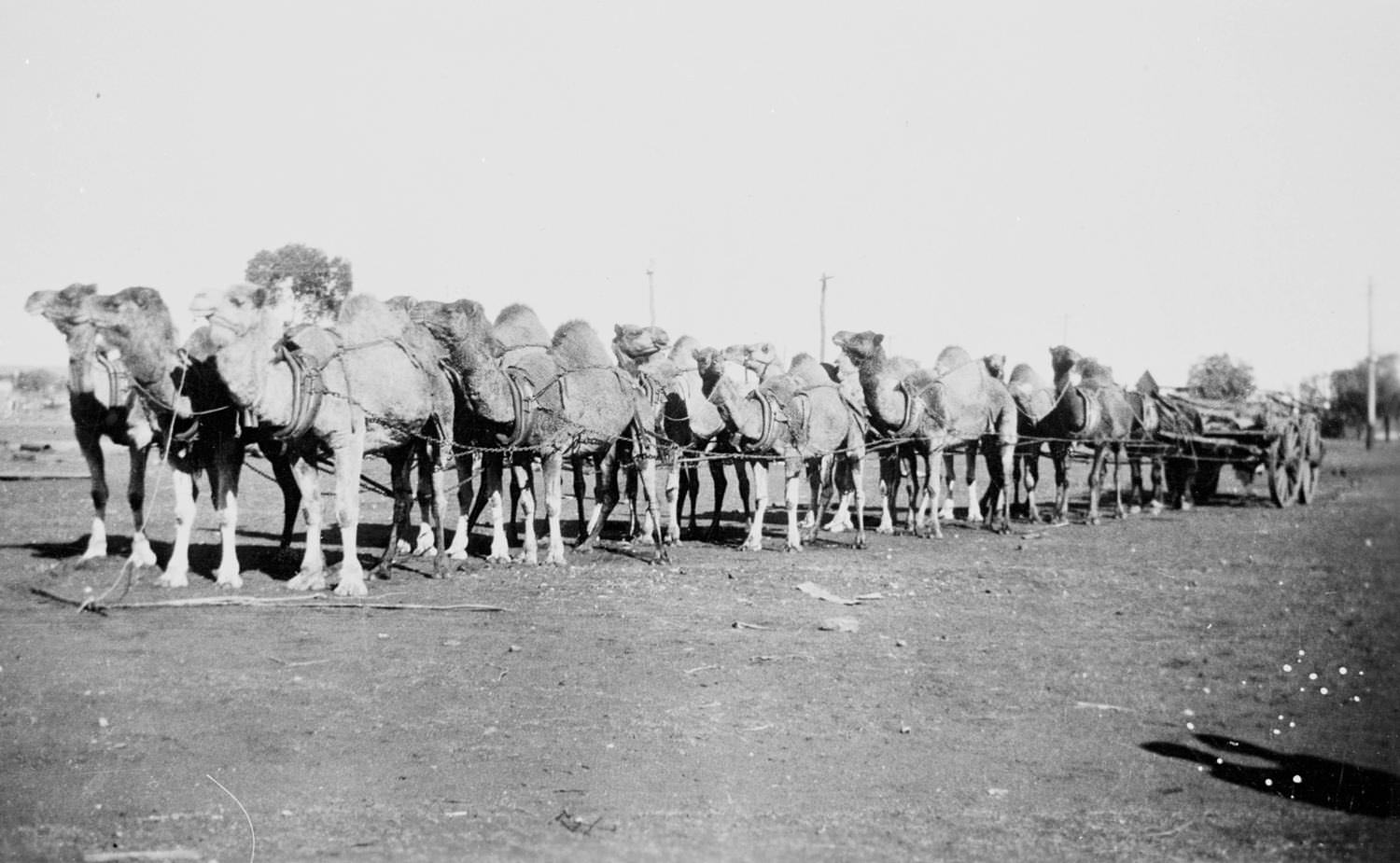 Camels pulling carts somewhere in Australia, 1910.