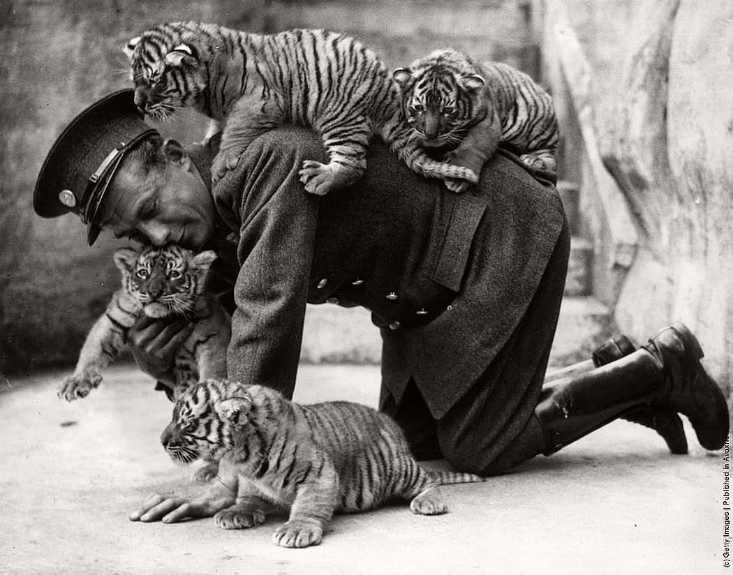 A guard plays with baby tigers in the London Zoo, England in 1933.