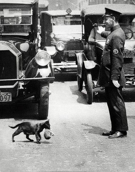 A policeman stops traffic so a cat can carry her kittens across in New York City, US in 1925.