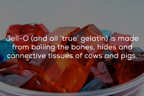 plastic - Jello and all 'true' gelatin is made from boiling the bones, hides and connective tissues of cows and pigs.
