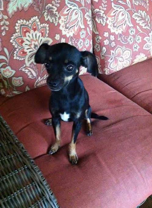 When they were getting ready to go on a trip the dog thought they'd leave without her so she hid in their recreational vehicle. They of course brought her with them.