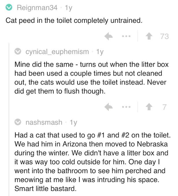 People Share The Most Intelligent Thing Their Pet Has Ever Done And It Gets Weird