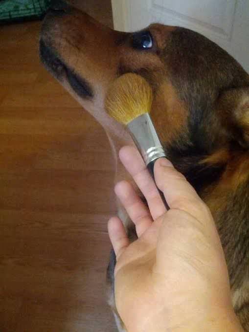 People Share The Most Intelligent Thing Their Pet Has Ever Done And It Gets Weird