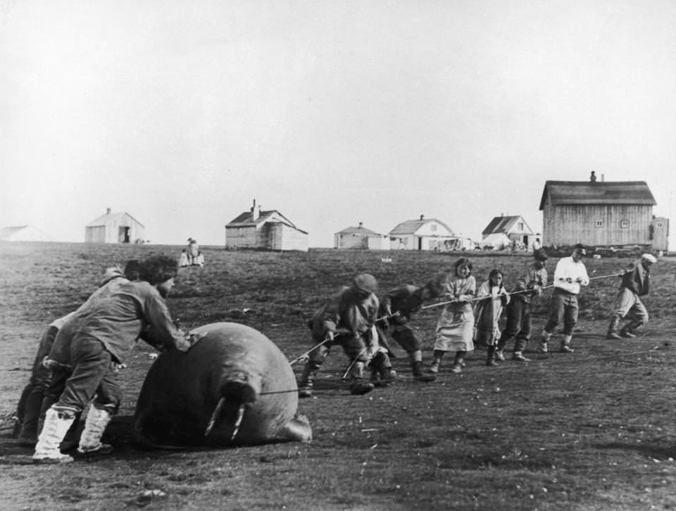 Inuit villagers dragging home a walrus in Alaska, US in 1930