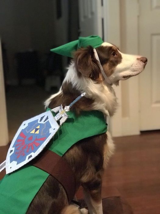 link costume dog