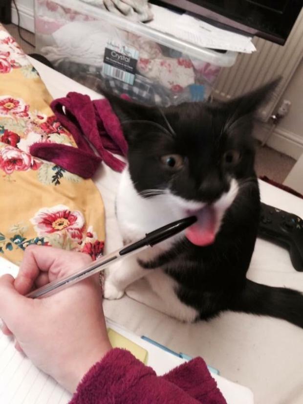 25 Cool Pics Of Cats Being Assholes For A Good Start Of Caturday