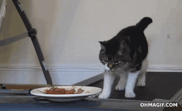 The Story Behind A Famous Gif Will Make Your Day