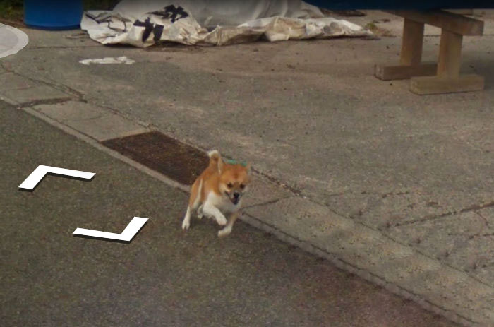 Pesky Pup 'Ruins' Google Street View By Chasing Camera Car