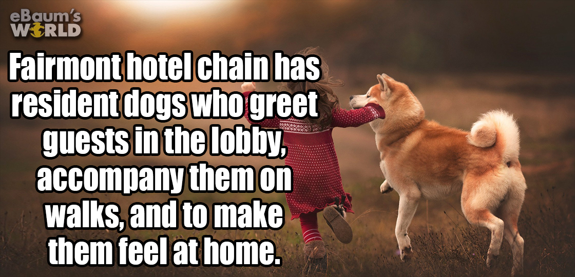 'Fairmont hotel chain has resident dogs who greet guests in the lobby, accompany them on walks, and to make them feel at home'