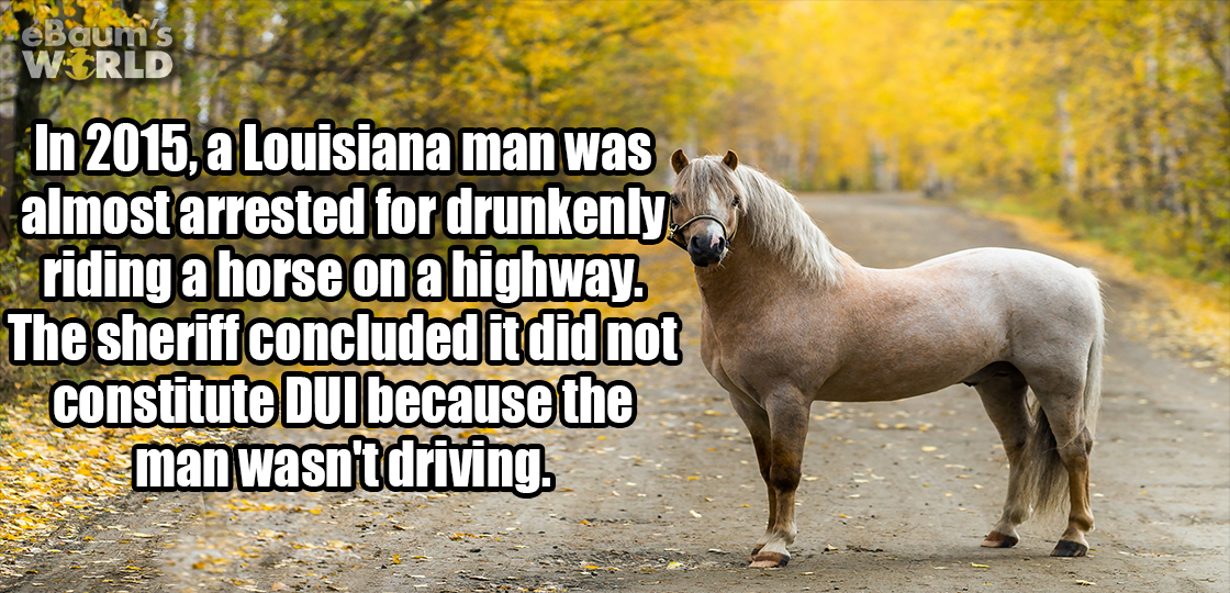 In 2015, a Louisiana man was almost arrested for drunkenly riding a horse on a highway. The Sheriff concluded it did not constitute DUI because the man wasn't driving