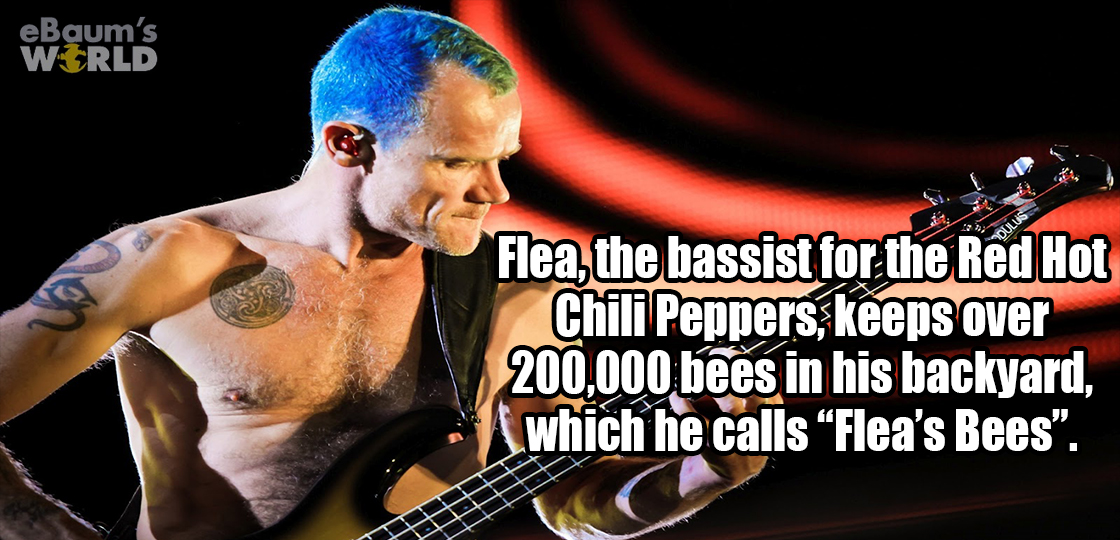 Flea, the bassist for the Red Hot Chili Peppers, keeps over 200,000 bees in his backyard which he calls 'Fleas bees'