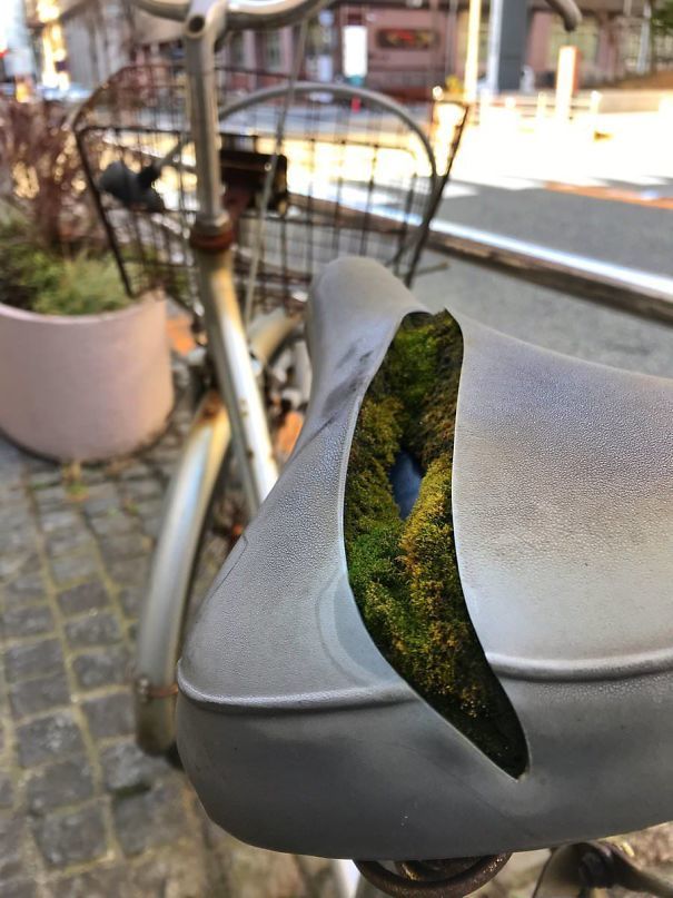 Moss in a bicycle seat.