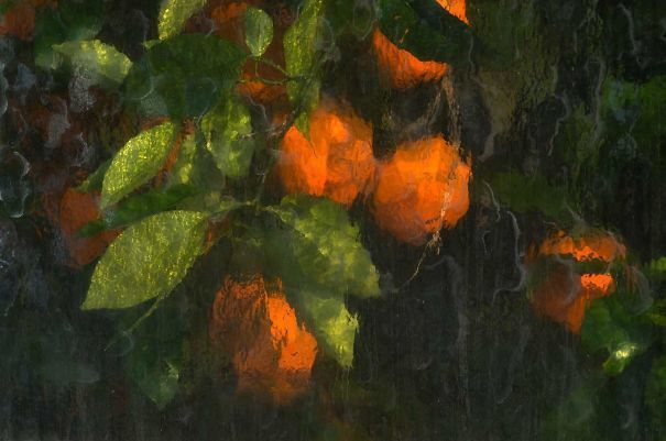 Oranges through glass.