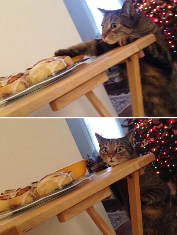 23 Funny Images Perfect For The Caturday