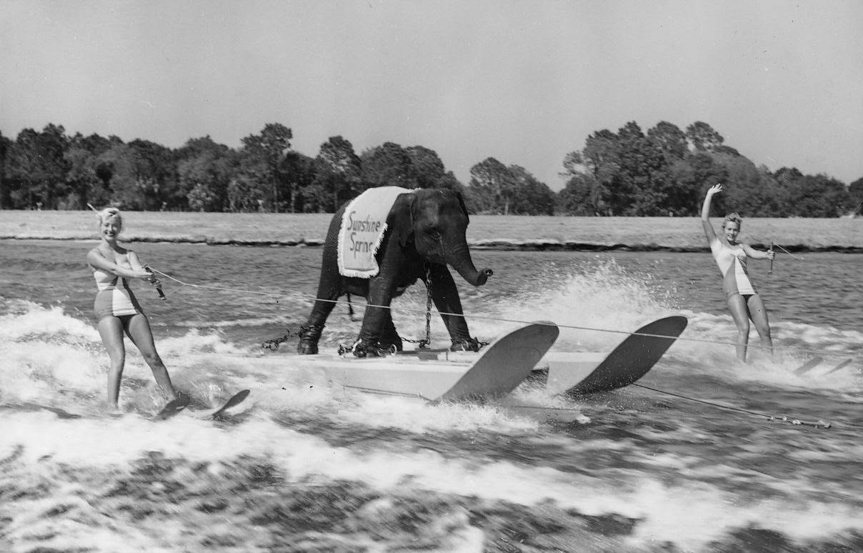 Queenie, the water skiing elephant, performs for a TV show in the US, 1959.