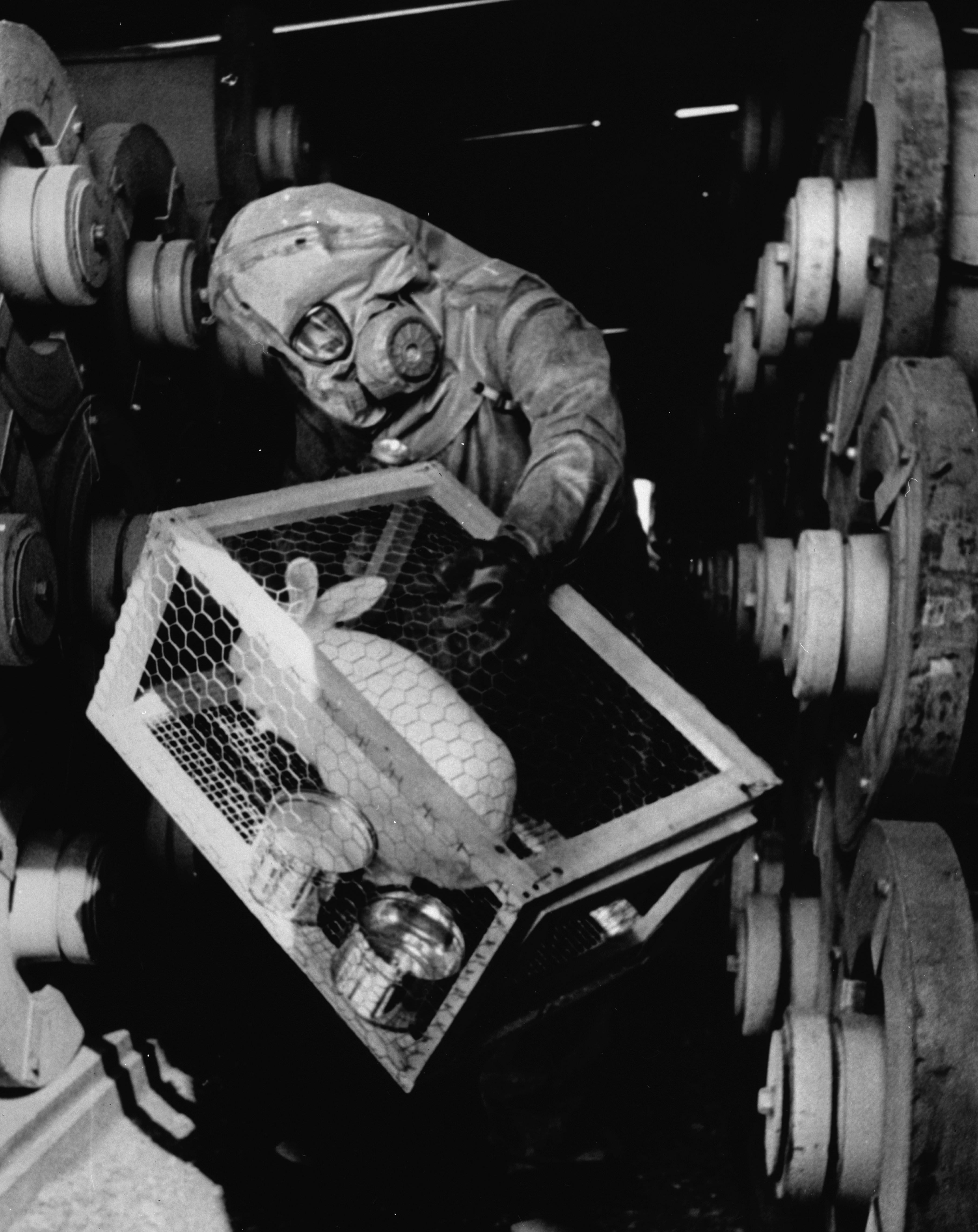 Chemical weapon engineers use a live rabbit to test if there was a leak at a sarin gas factory in Colorado, US in 1970. Luckily for the rabbit, there was no leak.