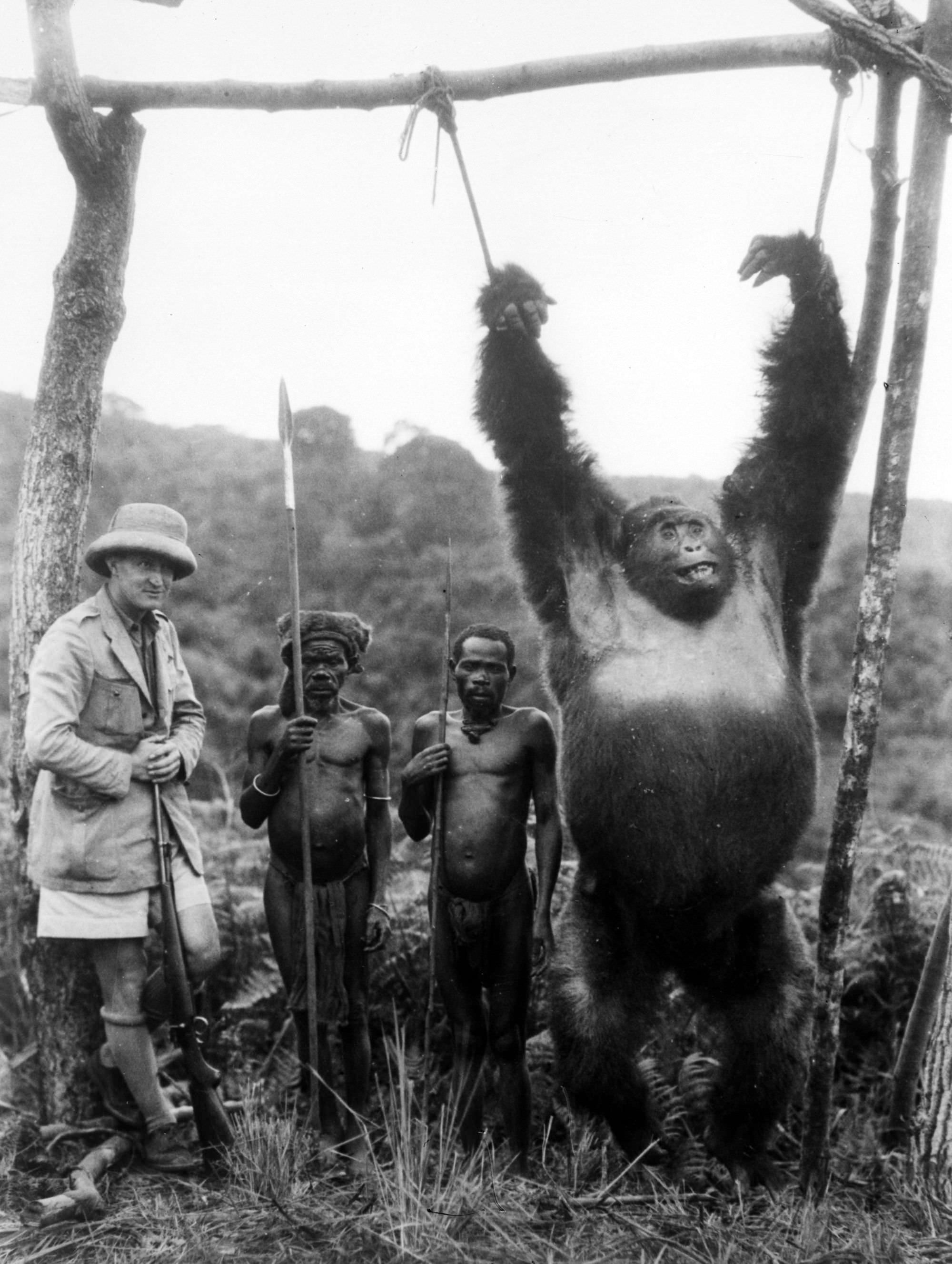 Commander Attilio Gatti with two locals pose with the Gorilla they hunted and killed in the Belgian Congo, 1930.