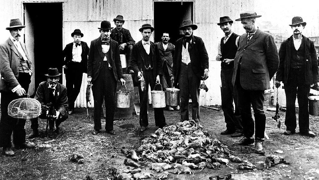 Rat catchers pose with a pile of dead vermin during a plague outbreak in Sydney, Australia in 1900.