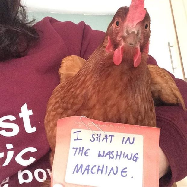 Chickens Shamed Online For Something Any Ebaum's User Would Do