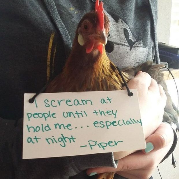 Chickens Shamed Online For Something Any Ebaum's User Would Do