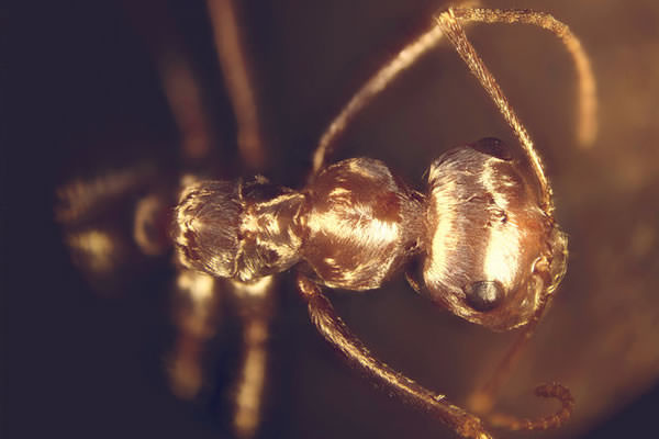 Saharan silver ant (Cataglyphis bombycina) is one of the most heat-tolerant land animals known. When the midday Saharan sun forces the ant’s predators to seek shade, the ant makes brief forays from its burrow in search of food, which consists of other insects killed by the intense heat.