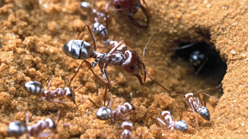 Science Time- Is The Temperature Resistant Ant The Future?