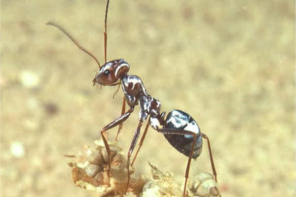 The silver ant’s assets include a compound heat shield made up of a covering of special hairs on the top and sides of its body and a hairless underside. The hairs, which give the ant a silvery sheen, are tiny tubes with a triangular cross section. Their two outward-facing surfaces have microscopic corrugations that run the length of the hair, while the inward-facing surface is smooth. This design serves two functions. First, it enables the hairs to reflect solar radiation in the visible and near-infrared ranges. Second, it helps the ant to dissipate body heat absorbed from the environment. Meanwhile, the ant’s hairless underside reflects radiation that is in the mid-infrared range and emanates from the desert floor.